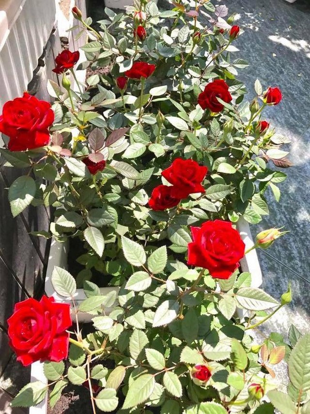 Vị trí trồng hoa hồng, theo chị Hiền, phải đảm bảo có nắng 6-8 tiếng mỗi ngày. Cây đủ dinh dưỡng và được cắt tỉa thường xuyên sẽ ra nhiều hoa.
