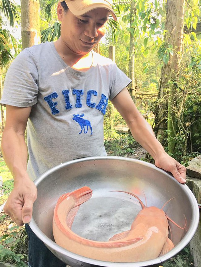 
Anh Ngọc và con cá trê quý hiếm.
