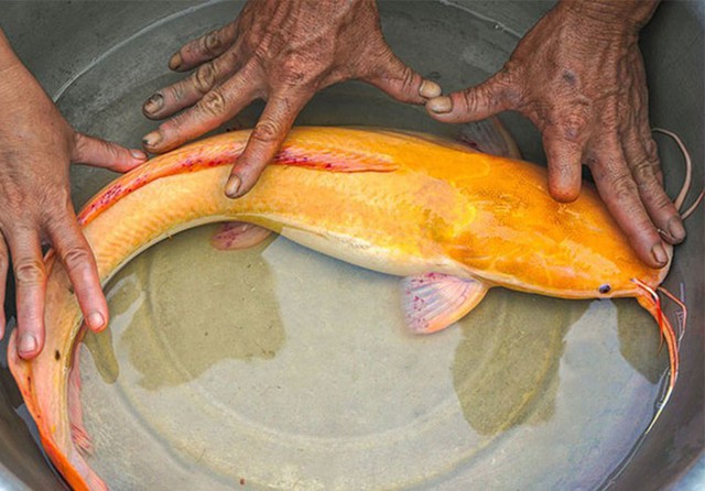 
Con cá trê có màu vàng óng ánh rất đẹp, nặng hơn 2kg, dài hơn 65cm và có 8 râu.
