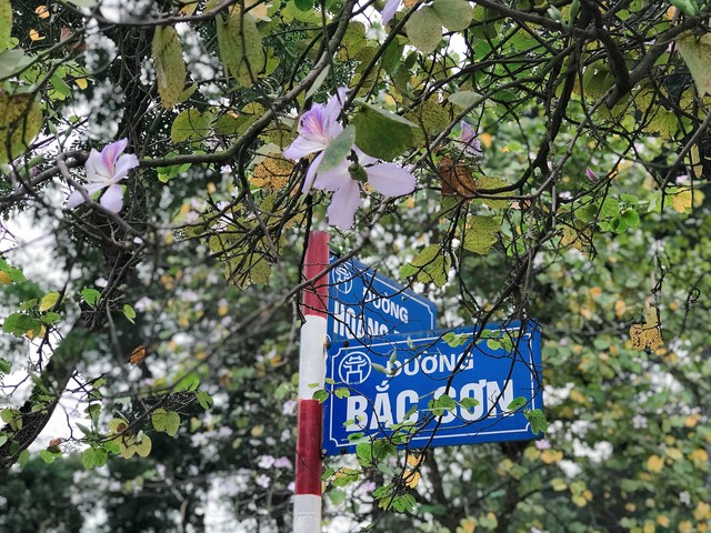 Ở Hà Nội, hoa ban nở đẹp nhất là đường Hoàng Diệu, đường Bắc Sơn, Thanh Niên.