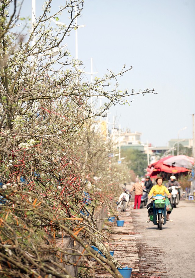 Cảnh tượng hàng nghìn cành lê trắng nở trắng muốt trước cổng chợ hoa Quảng An khiến không ít người ngạc nhiên bởi chưa bao giờ dịp Rằm tháng Giêng lại xuất hiện nhiều như năm nay.