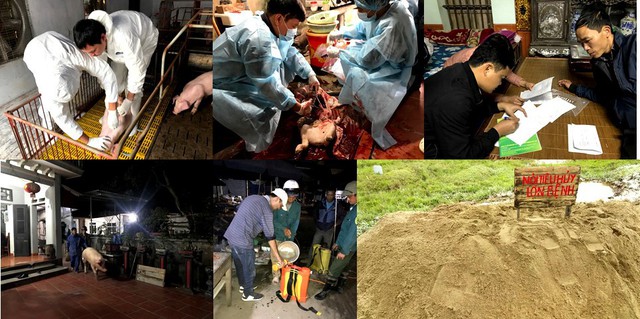 
Hình ảnh xử lý ổ dịch bệnh dịch tả lợn Châu Phi tại tỉnh Hưng Yên vào tháng 02/2019. Ảnh: Cục Thú y cung cấp.
