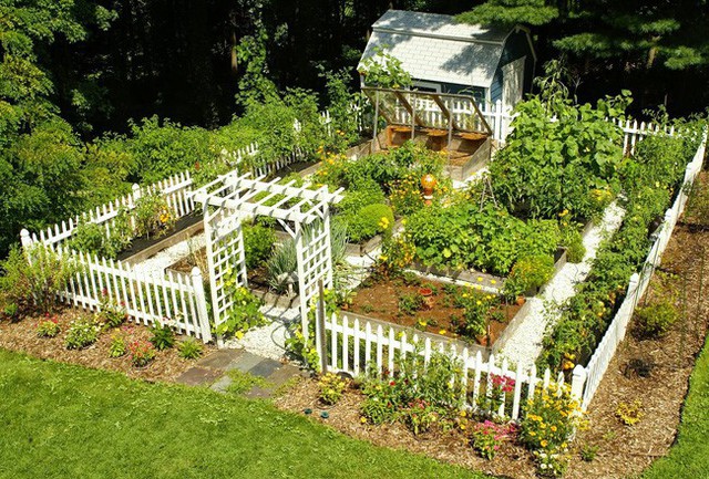 
Làm cách nào để vườn nhà bạn phát triển nhanh và tốt nhất.
