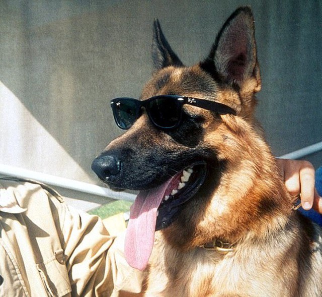 Theo kết quả năm 2018, Gunther IV – chú chó chăn cừu giống Đức là thú cưng giàu nhất thế giới với khối tài sản trị giá 375 triệu USD. Chú chó này được thừa hưởng tài sản từ bố của nó là Gunther III. Năm 1991, nữ bá tước người Đức - Karlotta Leibenstein qua đời đã để lại 106 triệu USD cho Gunther III. Số tiền này đã được gia tăng nhờ các quỹ đầu tư ủy thác. Theo Investopedia, Gunther IV từng mua biệt thự từ Madonna với giá hơn 3 triệu USD.