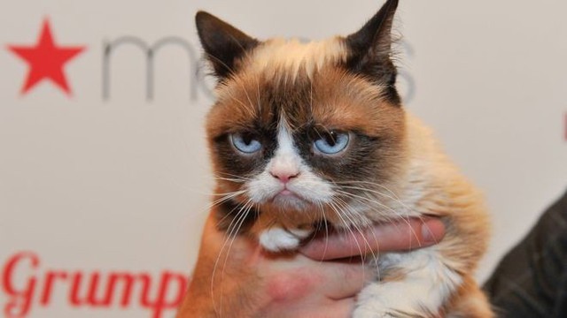 Grumpy Cat, tên thật Tardar Sauce đang có nguy cơ bị Choupette soán ngôi mèo giàu nhất thế giới. Grumpy Cat là một triệu phú tự thân với khối tài sản khoảng 99,5 triệu USD. Chú mèo 7 tuổi này nổi tiếng trên mạng nhờ biểu cảm khuôn mặt và các hình ảnh được cô chủ của nó - Tabatha Bundesen chia sẻ. Nó kiếm từ việc xuất hiện trước truyền thông, đóng quảng cáo, thậm chí còn truyền cảm hứng cho bộ phim “Grumpy Cats Badst Christmas Ever” năm 2014.