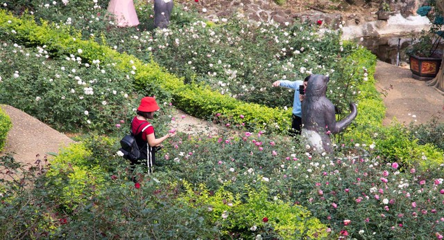 Nhiều bạn trẻ tìm đến vườn hồng lớn nhất Việt Nam này để chụp ảnh.