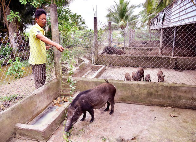 
Theo &ocirc;ng Phạm Văn H&ugrave;ng, heo rừng dễ nu&ocirc;i, dễ chăm s&oacute;c, &iacute;t mắc c&aacute;c loại dịch bệnh... Ảnh: NQ.
