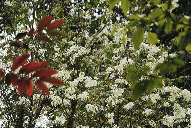 Nút giao đường Hoàng Diệu và Hoàng Văn Thụ, màu trắng trong lành của hoa sưa quyện cùng màu lá đỏ và xanh, tạo nên một bức tranh thiên nhiên hòa hợp mà dung dị.