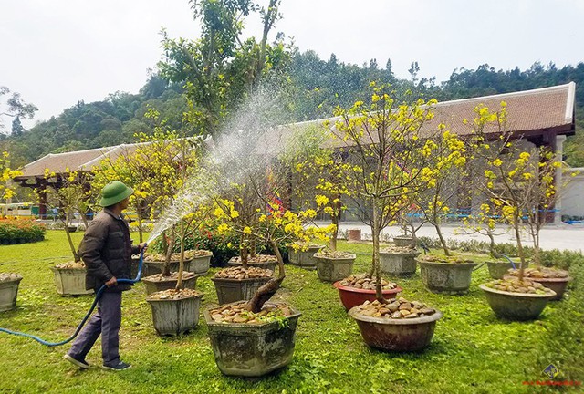 
Mai vàng Yên tử là giống mai quý, mang nét riêng khác với mai miền Nam. Ảnh: CTV
