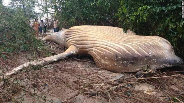 Xác cá voi lưng gù trôi dạt vào khu rừng gần bờ biển ở Brazil.