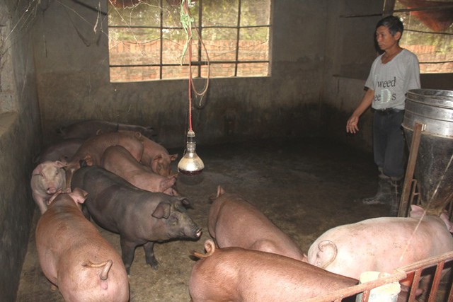 Số lợn chết của gia đình ông Dũng (thôn Xuyên Hử, xã Đông Xuyên) không bị bệnh dịch tả lợn châu Phi. Ảnh: Đ.Tùy