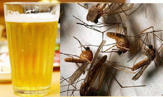 Cách dùng bia khó có hiệu quả trong việc diệt muỗi cái