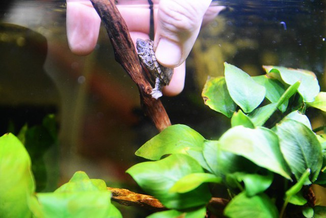 Chú rùa lưỡi dao ngộ nghĩnh. Đây là loại rùa nước kích thước rất nhỏ, phù hợp nuôi nước sâu, được sinh viên ưa chuộng vì giá chỉ hơn 300 nghìn đồng/con. Ảnh: Thanh Niên.