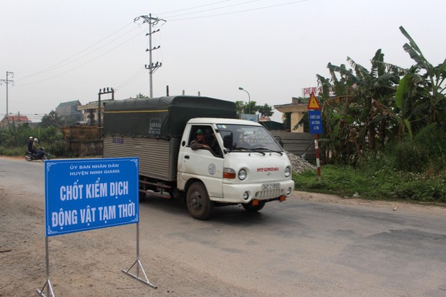 Hôm nay huyện Ninh Giang thành lập 2 chốt kiểm dịch động vật tạm thời. Ảnh: Đ.Tùy