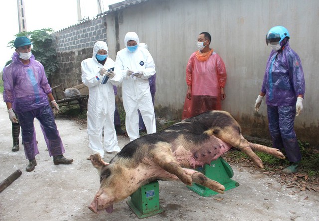 Cho đến trưa nay (14/3), tỉnh Hải Dương có 6 huyện, riêng huyện Ninh Giang có 7 xã xuất hiện bệnh dịch tả lợn châu Phi. Ảnh: Đ.Tùy