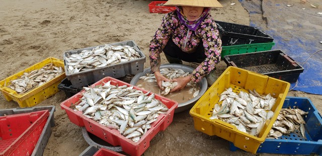 
Những thùng cá trích tươi rói được vận chuyển lên bờ trong niềm vui của ngư dân.
