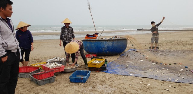 
Năm nay ngoài cá trích ngư dân Hà Tĩnh còn được mùa cá mạu, cá bớp...
