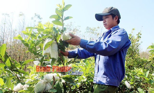 
Từ 1.400 cây ổi lê Đài Loan, gia đình anh Nguyễn Hoài Nam thu 120 triệu đồng mỗi năm

