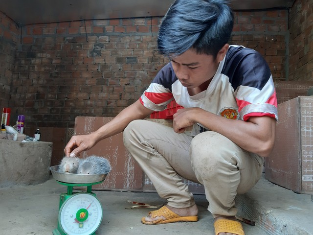 
...còn dúi gi&ocirc;́ng sẽ đạt 3 lượng/con
