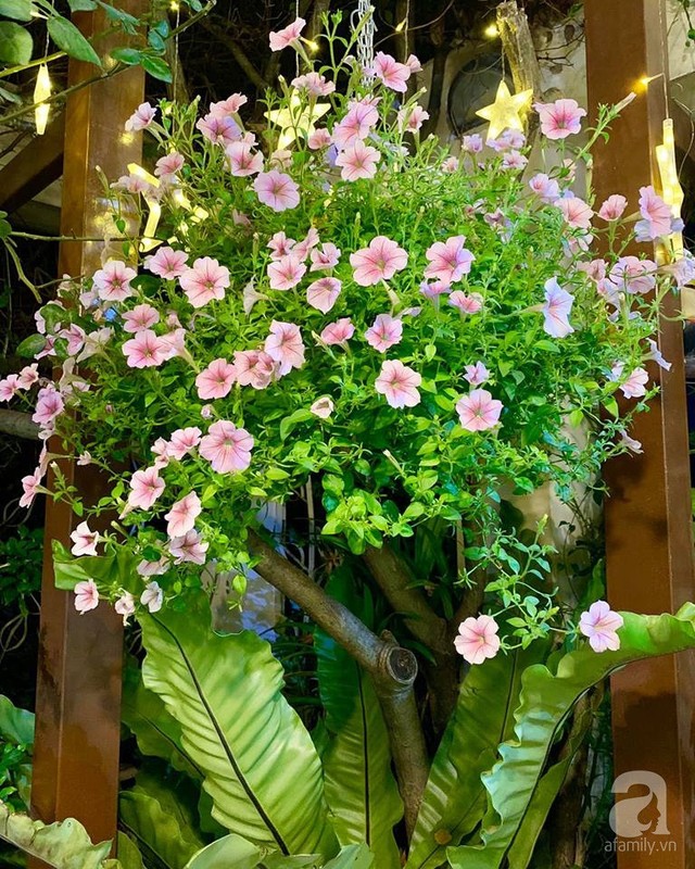 
Chị Thanh Hiền trồng rất nhiều loài hoa của mùa xuân.
