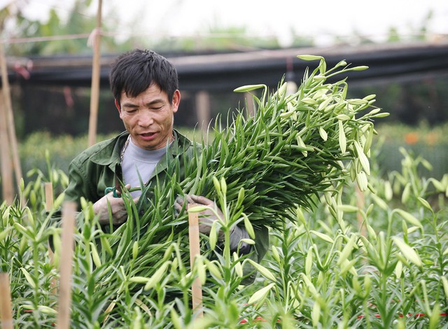 Ông Nguyễn Công Quản cho biết: Bình quân mỗi sào khi trừ hết tất cả các chi phí đi cũng lời được từ 30 - 40 triệu đồng.