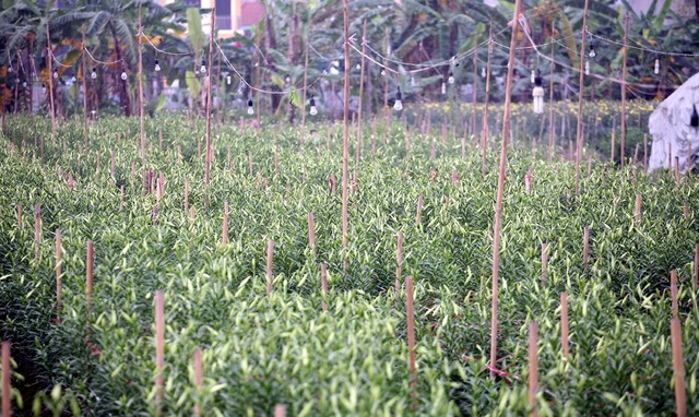 Những ruộng loa kèn tại Hạ Mỗ (Đan Phượng) dịp này đang bắt đầu nở rộ, người nông dân Tây Tựu thuê đất tại đây đang tất bật thu hoạch để chuyển đi khắp nơi bán cho người dân.