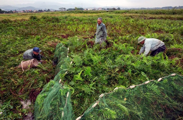 
Chuột bị quây bằng lưới trước khi bị tóm sống. Ảnh chụp màn hình
