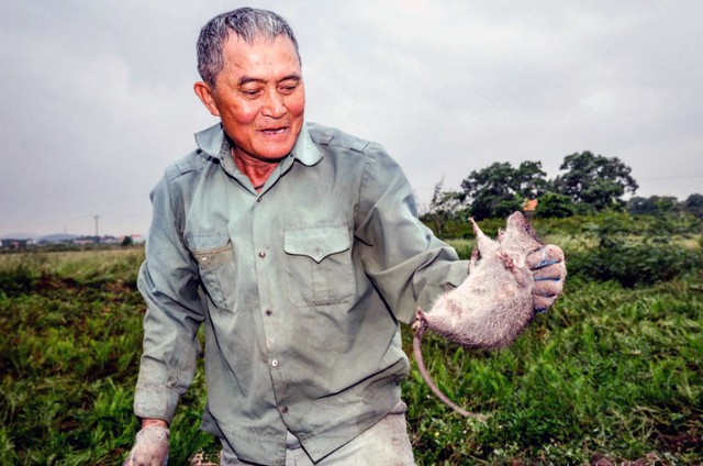 
Ông Thy khoe con chuột vừa bắt được sau khi mất cả ngày săn lùng. Chuột hoang dã ở Việt Nam có rất ít ký sinh trùng - báo Mỹ viết. Ảnh chụp màn hình

