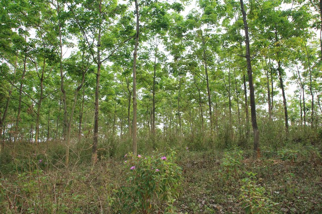 Sau 10 năm trồng và chăm sóc đến nay hàng nghìn ha cao su ở Sơn La vẫn chưa cho thu hoạch.