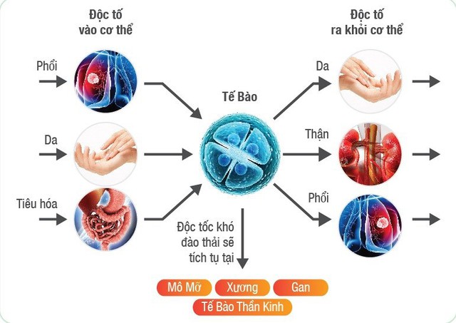 Các yếu tố nguy hại như thực phẩm bẩn (heo nhiễm sán, cá nhiễm độc thủy ngân, rau phun thuốc…), ô nhiễm không khí, môi trường… tác động trực tiếp đến sức khỏe con người. Nên thải độc là vấn đề cấp bách và thường xuyên. (Ảnh Internet)