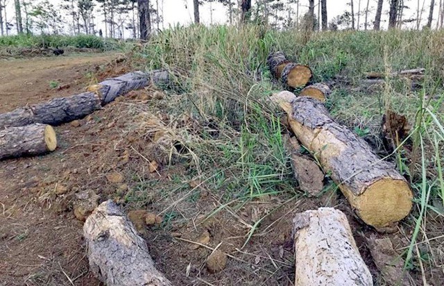 
Số gỗ thông bị cưa hạ tại xã Đắk R’Tíh. Ảnh: Minh Quý.
