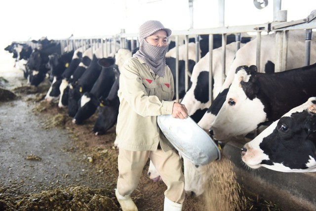 
Vấn đề nguồn thức ăn, nước uống và sức khỏe của đàn bò luôn được quan tâm hàng đầu, nhằm đảm bảo chất lượng cho nguồn sữa tươi nguyên liệu

