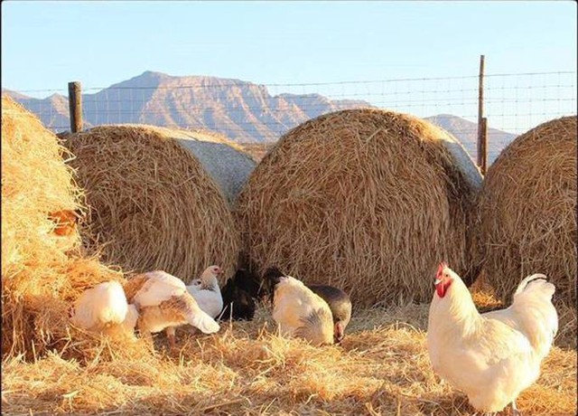 Sống trong trang trại cách xa thị trấn, vợ chồng Gwenet chủ động nguồn thực phẩm nhóm đạm bằng cách thả gà để lấy thịt và trứng.