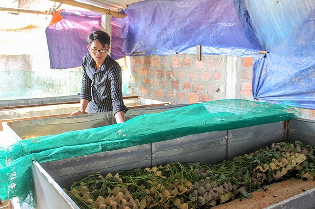 
Anh Tuấn đang chăm s&oacute;c đ&agrave;n dế
