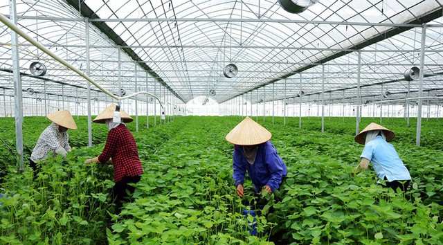 
C&ocirc;ng nh&acirc;n C&ocirc;ng ty TNHH n&ocirc;ng nghiệp c&ocirc;ng nghệ cao Hồ Gươm Bắc Ninh thu hoạch l&aacute; t&iacute;a t&ocirc; xanh.
