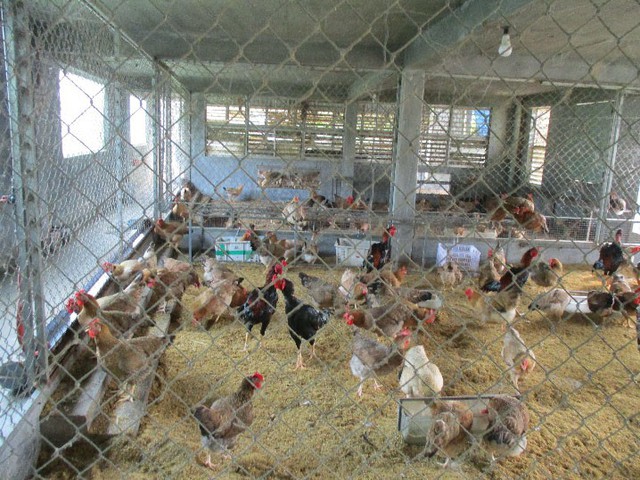 
Ưu điểm của mô hình làm nhà tầng cho gà ở là tránh được rủi ro, khi đến mùa mưa bão, phòng tránh lũ lụt.
