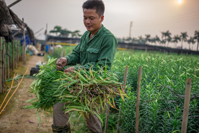 Anh Thanh cho biết thêm: “Số hoa cắt này sẽ được người ta đến thu mua tại vườn hoặc tôi cũng mang bán tại chợ Quảng Bá. Giá một bó tại vườn là từ 120.000 – 1500.000/100 bông tùy loại, giá này so với năm ngoái là cao hơn”. - Ảnh: Thu Hiền