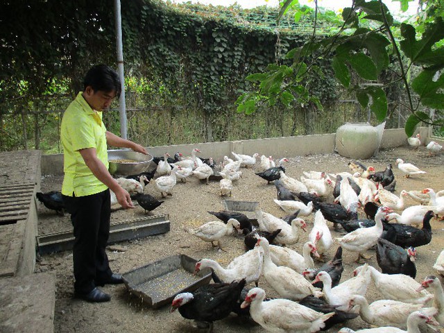
Ngoài nuôi gà, anh Quang còn nuôi thêm vịt xiêm, cá trê. Nguồn thu mỗi năm từ trang trại giúp anh đút túi hơn 200 triệu đồng.
