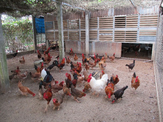 Trang trại chăn nuôi gà bằng nhà tầng của anh Văn Phú Quang (SN 1985) ở thôn Xuyên Đông 2, thị trấn Nam Phước, huyện Duy Xuyên, tỉnh Quảng Nam.