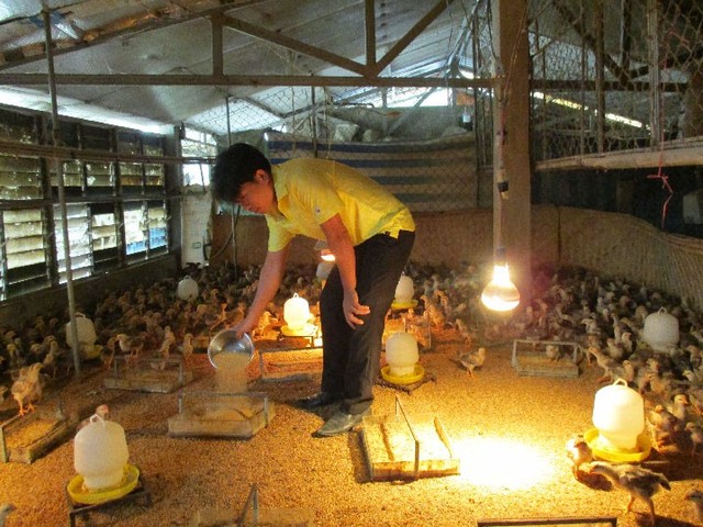 
Ngoài cung cấp gà thịt, trang trại của anh Văn Phú Quang còn cung cấp con giống cho bà con.
