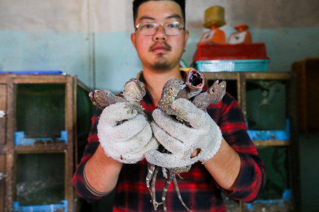 Từ năm 2013, anh Phúc Hậu (30 tuổi, xã Xuân Thới Thượng, huyện Hóc Môn, TP HCM) bắt đầu nuôi tắc kè hoa thương phẩm. Trước đó tôi nuôi vài con làm cảnh cho vui. Sau thấy nhu cầu tắc kè để ngâm rượu, làm thuốc, chế biến món ăn... cao nên thử nuôi, anh cho biết.