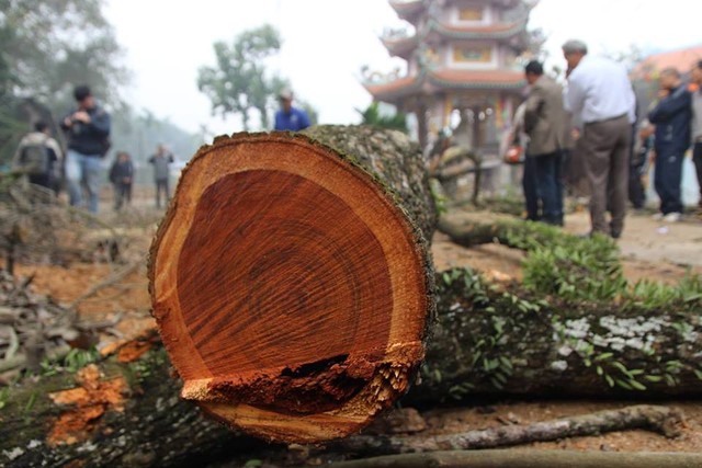 
Lõi cây gỗ sưa đỏ được cho là có giá trị đắt đỏ trên thị trường với hàng chục triệu đồng/kg.
