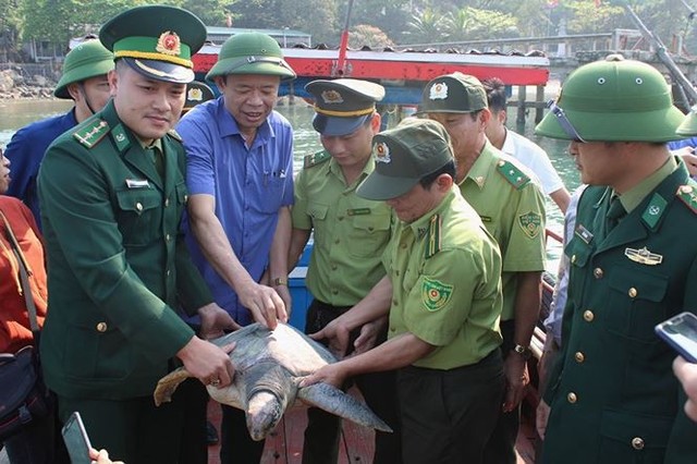 Cơ quan chức năng thả cá thể rùa về với biển.