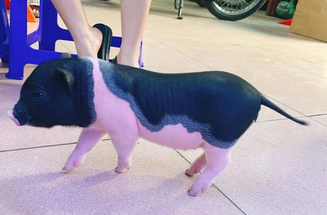  Một con lợn cảnh mini có giá từ 2,7-3,5 triệu đồng