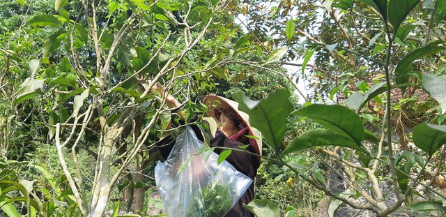 
Hiện bà Tâm đang sở hữu tới 2.000 cây rau sắng.
