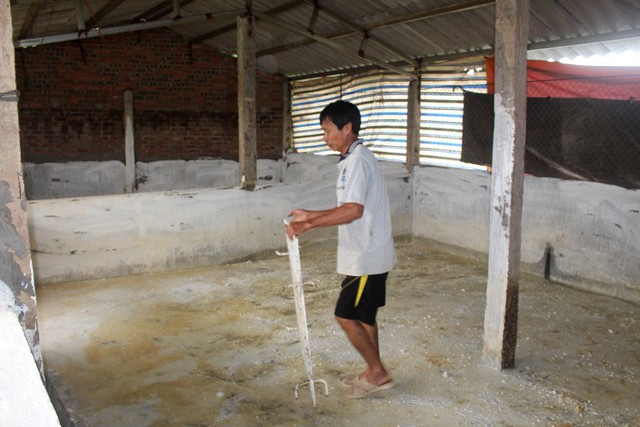 Trước đó, bệnh dịch tả lợn châu Phi xuất hiện tại huyện Kinh Môn và huyện Tứ Kỳ. Ảnh: Đ.Tùy