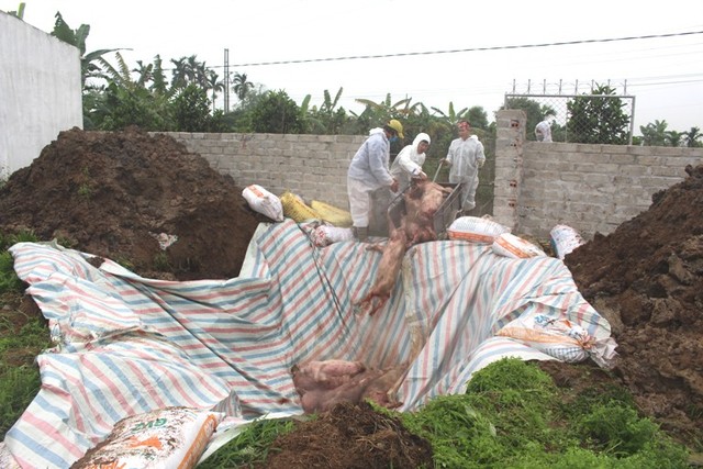 Trưa nay, 2 ổ dịch tả lợn châu Phi xuất hiện tại huyện Ninh Giang. Ảnh: Đ.Tùy