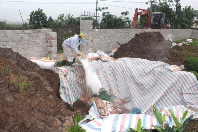 Việc tiêu hủy lợn của gia đình ông Điều được diễn ra trong trưa nay