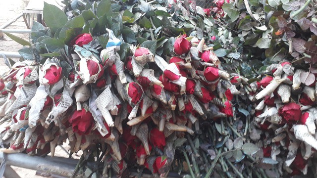 
Theo anh Vinh, khí hậu, chất đất ở xã Chiềng Xôm, thành phố Sơn La rất phù hợp với cây hoa hồng.
