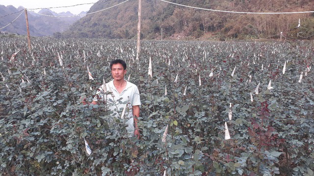 
Anh Lý Văn Vinh là một trong những người đầu tiên trồng hoa hồng ở thành phố Sơn La.
